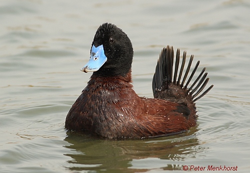 blue-billed duck male Peter Menkhorst 500
