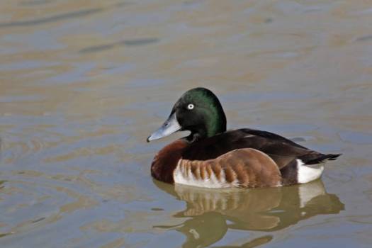 A Male Baer's Pochard, Aythya baeri