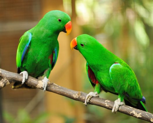 shutterstock_130320272-748x600