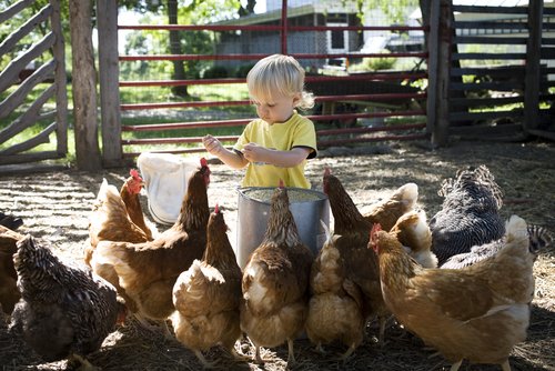 niña-y-gallinas
