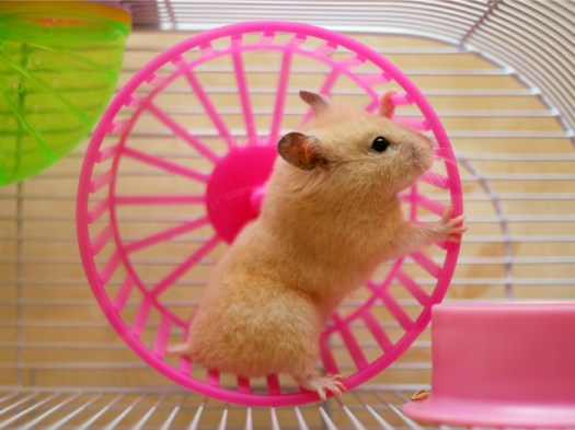 curiosidades-hamsters-euroresidentes.jpg